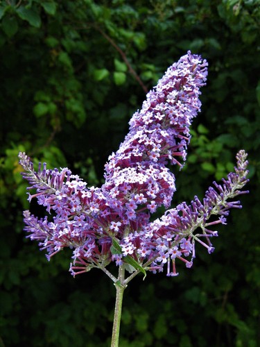 Buddleja davidii