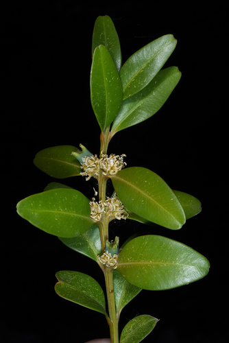 Buxus sempervirens