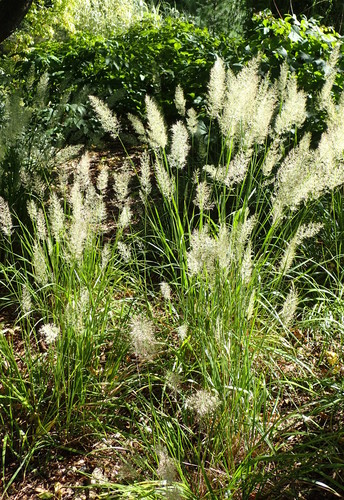 Calamagrostis arundinacea