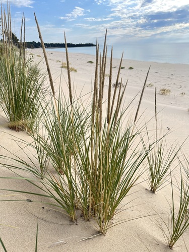 Calamagrostis breviligulata