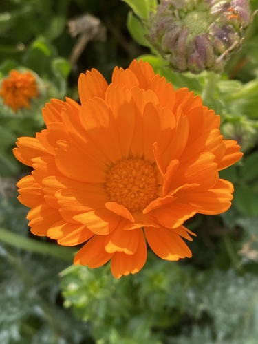 Calendula officinalis