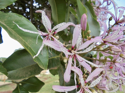 Calodendrum capense