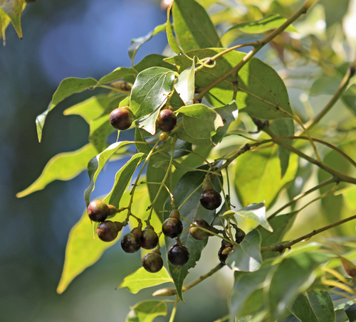 Camphora officinarum
