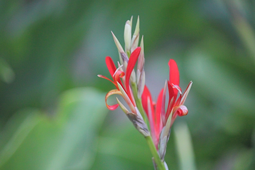 Canna indica
