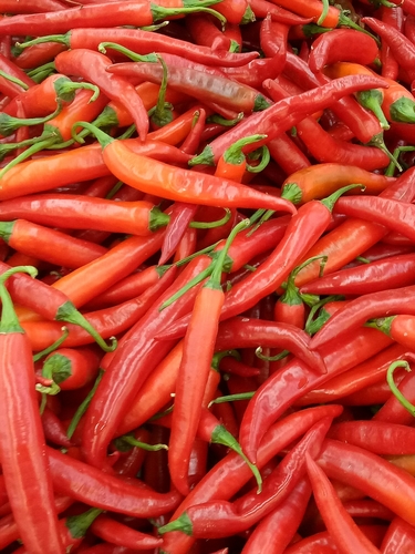 Capsicum annuum