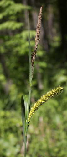 Carex lacustris