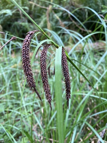 Carex obnupta