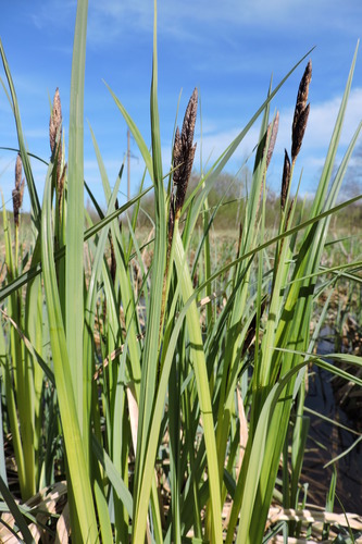 Carex riparia