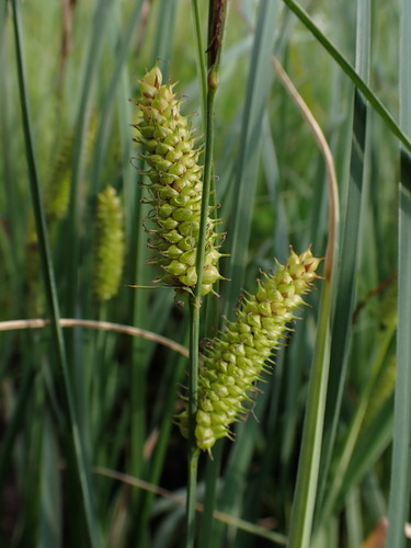 Carex rostrata