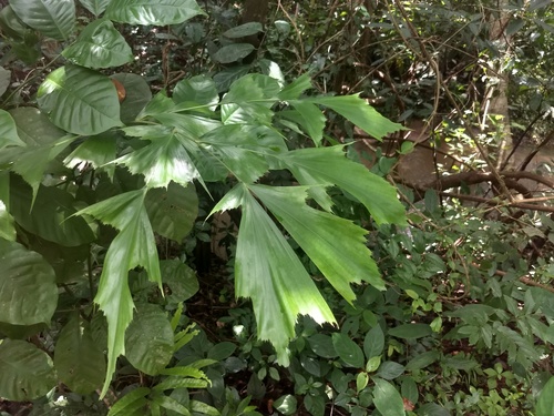 Caryota urens