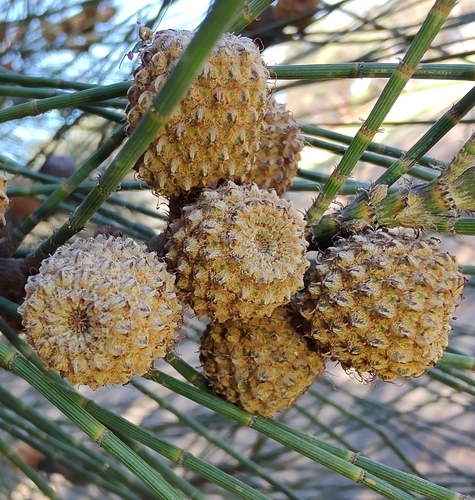 Casuarina glauca