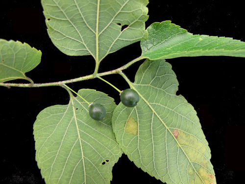 Celtis occidentalis
