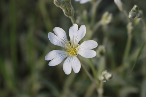 Cerastium tomentosum