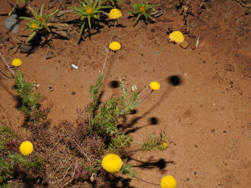 Chamaemelum nobile