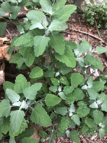 Chenopodium album