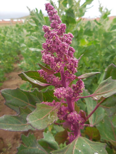 Chenopodium quinoa