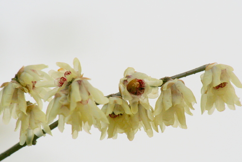 Chimonanthus praecox