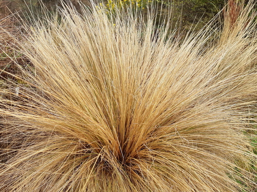 Chionochloa rubra