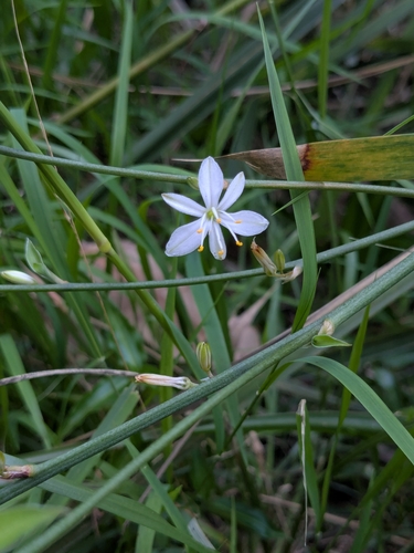 Chlorophytum comosum