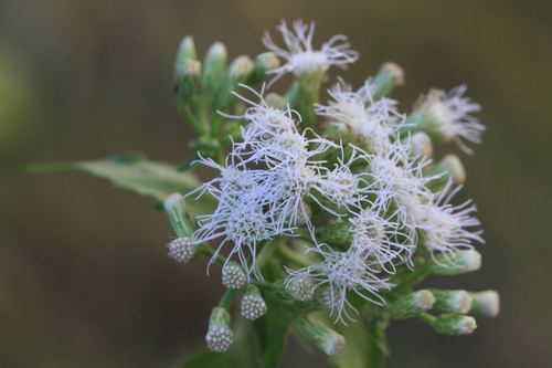 Chromolaena odorata