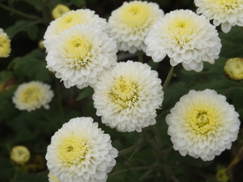 Chrysanthemum morifolium