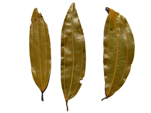 Cinnamomum tamala