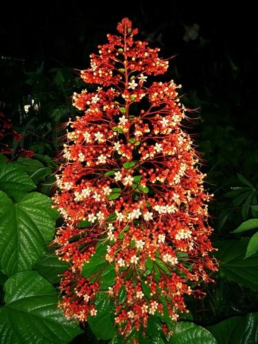 Clerodendrum paniculatum