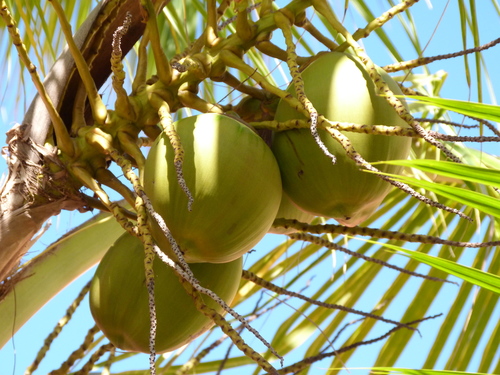 Cocos nucifera