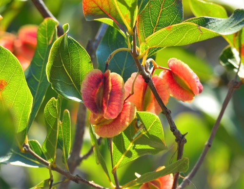 Combretum apiculatum