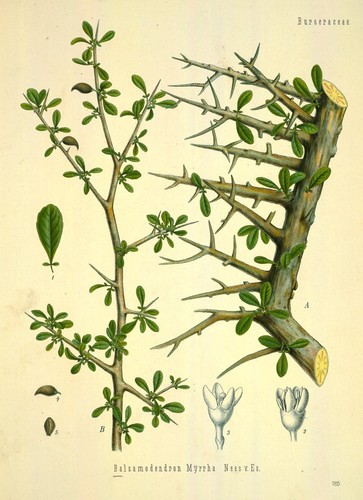 Commiphora myrrha
