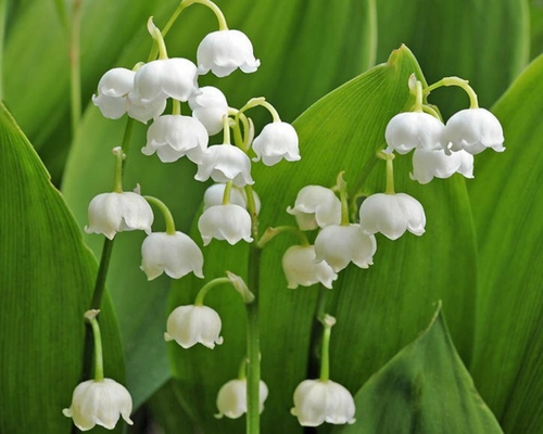 Convallaria majalis