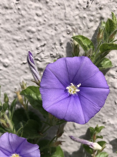 Convolvulus sabatius