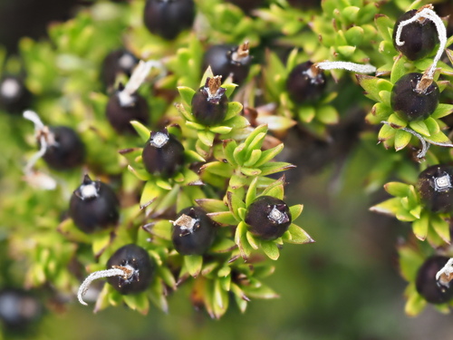 Coprosma ernodeoides