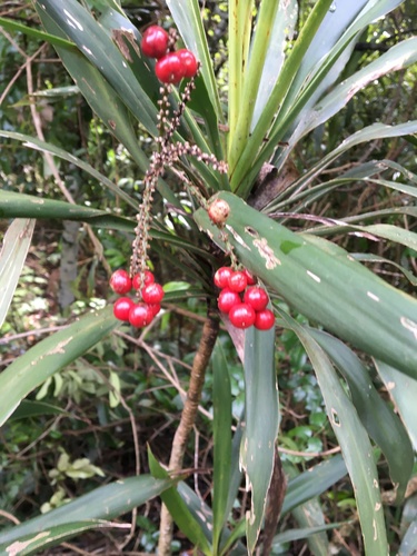 Cordyline rubra