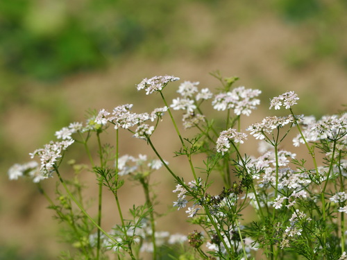 Coriandrum sativum