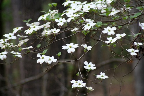 Cornus florida
