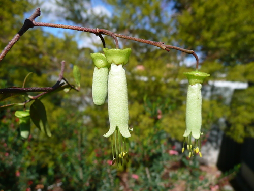 Correa baeuerlenii