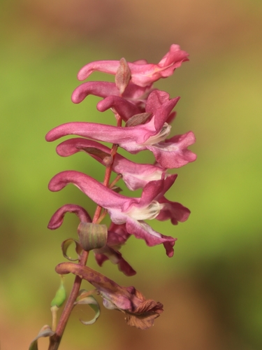 Corydalis cava