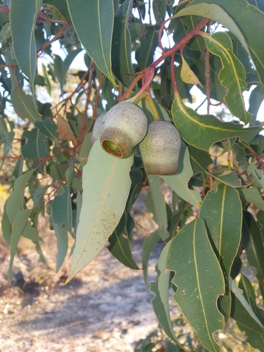 Corymbia calophylla