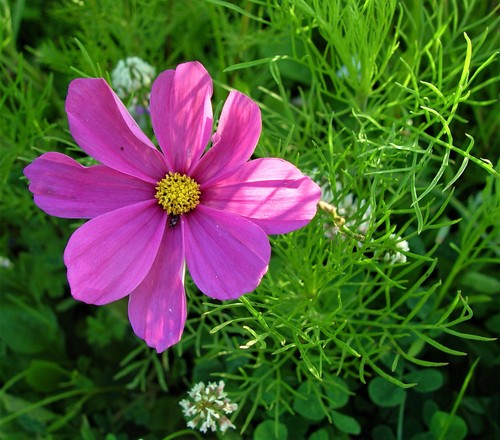 Cosmos bipinnatus