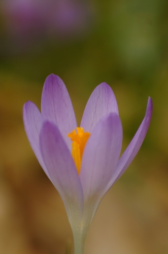 Crocus tommasinianus