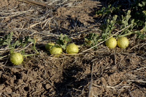 Cucumis myriocarpus