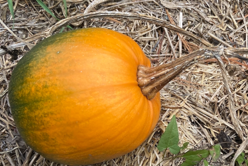 Cucurbita pepo