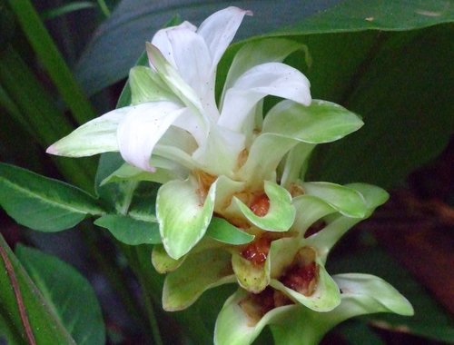 Curcuma longa