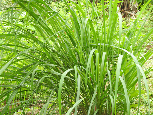 Cymbopogon citratus