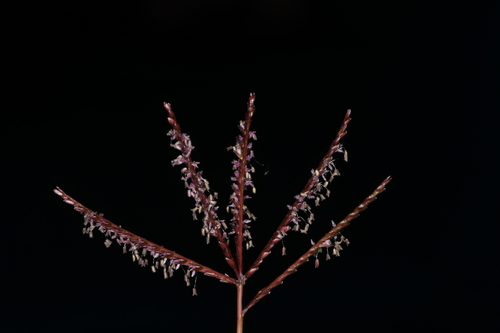 Cynodon dactylon