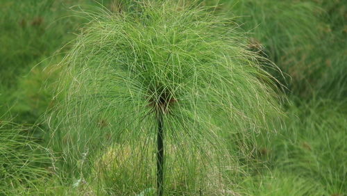 Cyperus papyrus