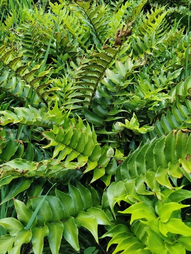 Cyrtomium falcatum