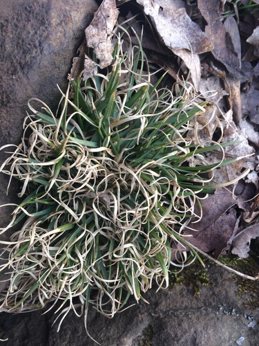 Danthonia spicata