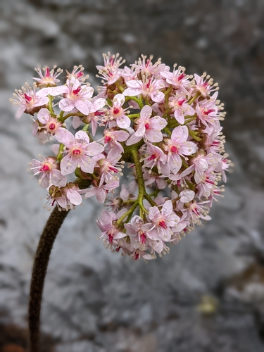 Darmera peltata